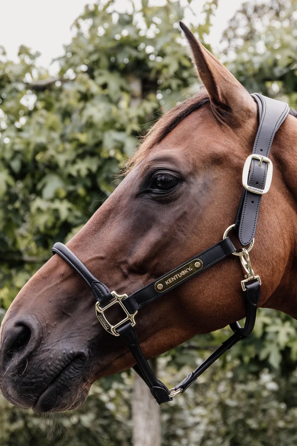 Kentucky Horsewear Kentucky Horsewear|Grimmor & Grimskaft-Anatomisk Lädergrimma Svart