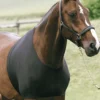 Horse Guard Horse Guard-Cosy Vest Bogskydd