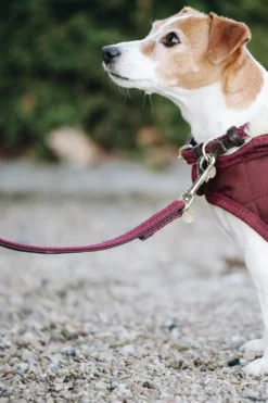 Kentucky Dogwear Kentucky Dogwear-Flätat Hundkoppel
