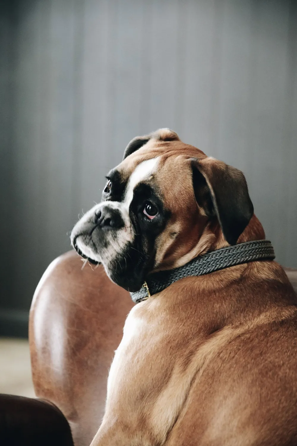 Kentucky Dogwear Kentucky Dogwear-Fätat Nyon Haband