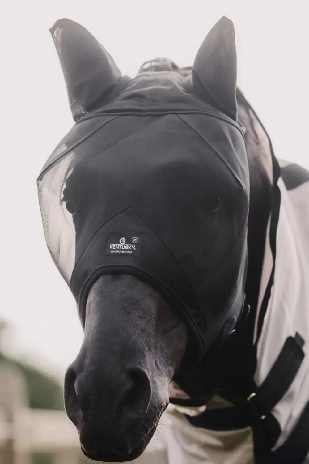 Kentucky Horsewear Kentucky Horsewear-Flughuva Öron Svart