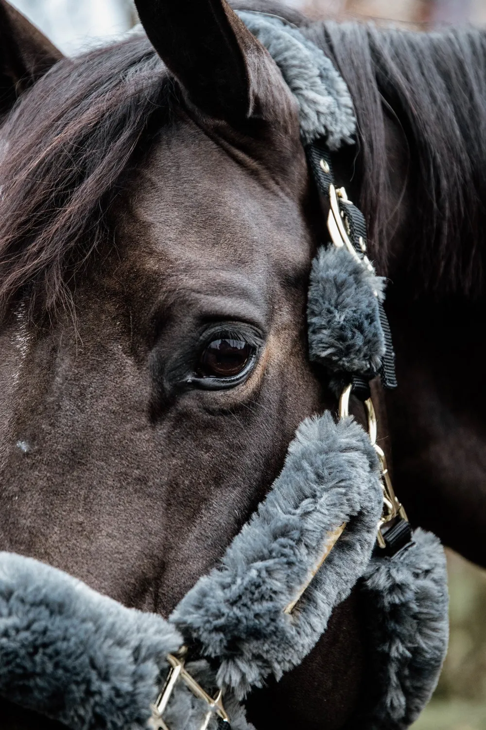 Kentucky Horsewear Grimmor & Grimskaft-Fårskinnsgrimma Grå