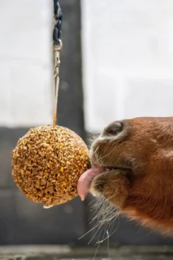 Likit Likit|Fodertillskott & Hästgodis-Granola Boll Melass