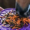 Likit Likit|Fodertillskott & Hästgodis-Graze Paste Original