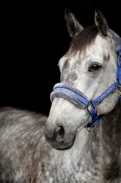 Källquist Equestrian Grimmor & Grimskaft|Källquist Equestrian-Grimma Med Päls Royalblå