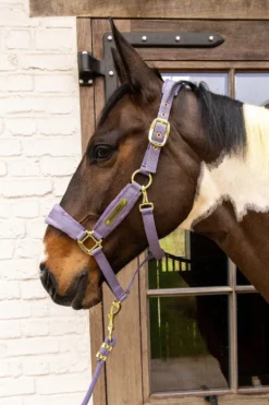 Kentucky Horsewear Kentucky Horsewear|Grimmor & Grimskaft-Grimma Sammet Lila