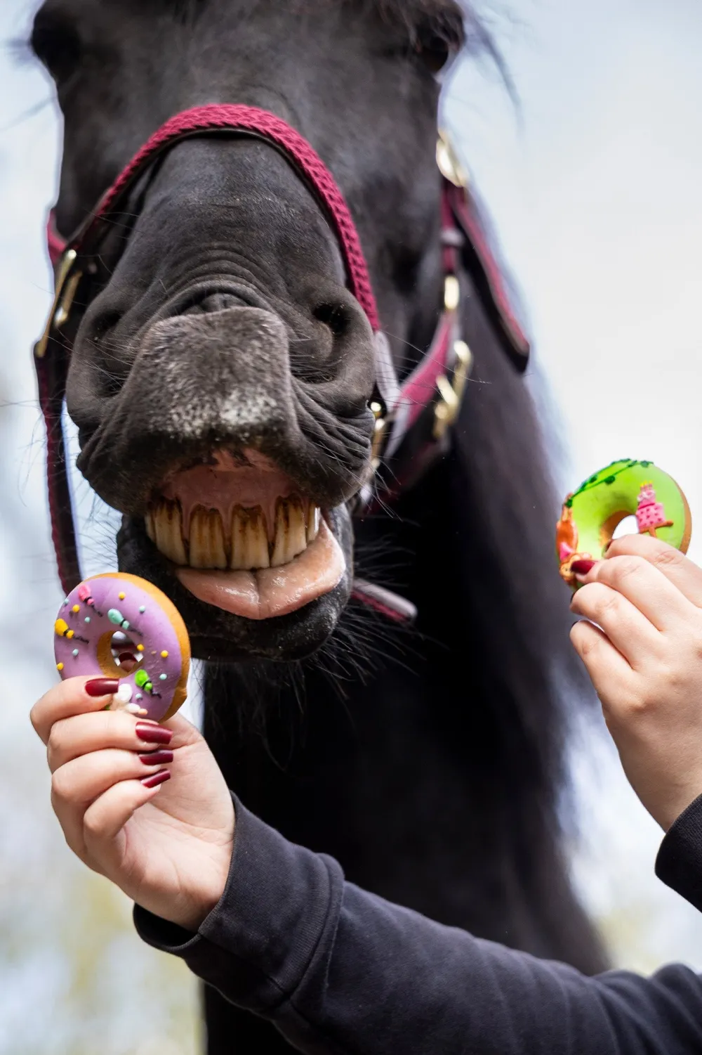 Candy Horse Candy Horse-Hästgodis Donuts Party 2-pack