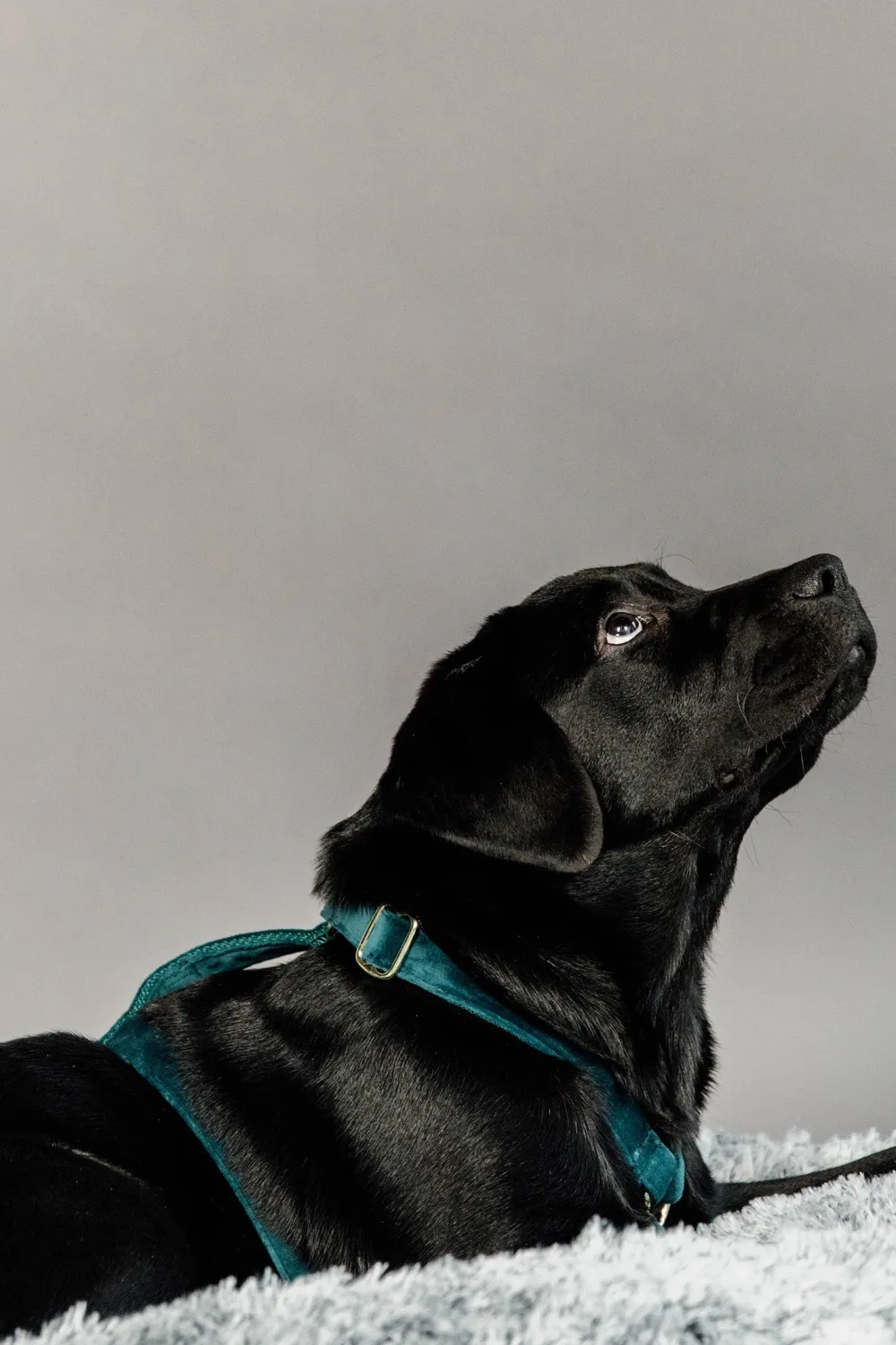 Kentucky Dogwear Kentucky Dogwear-Hundele Loop Velvet