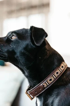 Kentucky Dogwear Kentucky Dogwear-Päror Hundhaband