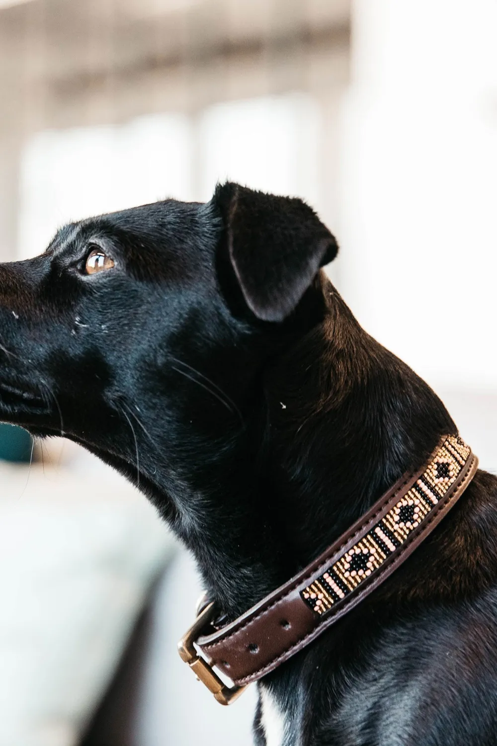 Kentucky Dogwear Kentucky Dogwear-Päror Hundhaband