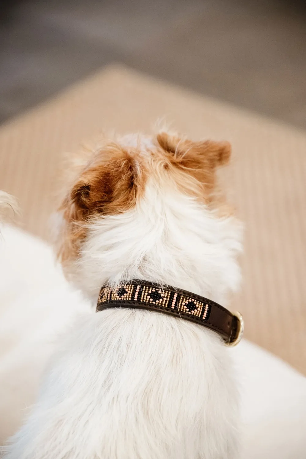 Kentucky Dogwear Kentucky Dogwear-Päror Hundhaband