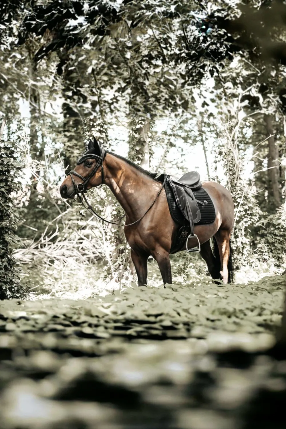 Kentucky Horsewear Schabrak & Huvor-Stone & Pearl Lång Huva Svart