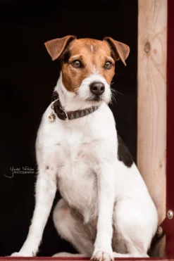 Kentucky Dogwear Kentucky Dogwear-Triange Hundhaband