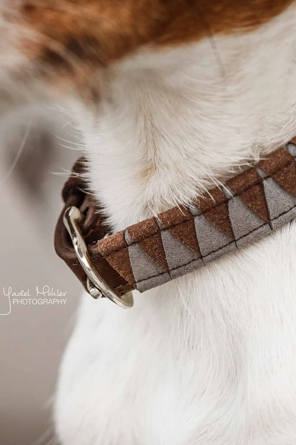 Kentucky Dogwear Kentucky Dogwear-Triange Hundhaband