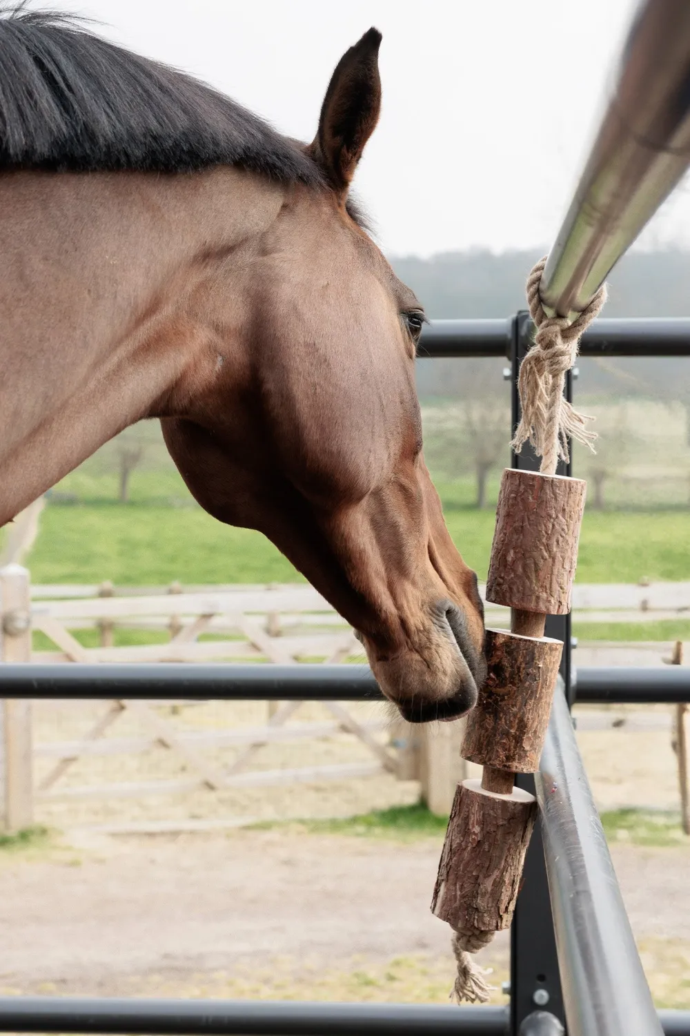 Grooming Deluxe Grooming Deluxe|Hästleksaker & Aktivering-Träleksak Natur Brun