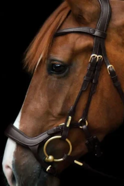Utzon Equestrian Träns & Pannband|Utzon-Träns Bristol Brun/Mässing