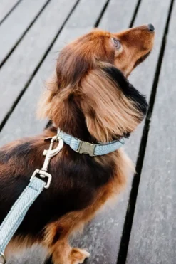 Kentucky Dogwear Kentucky Dogwear-U Hundhaband